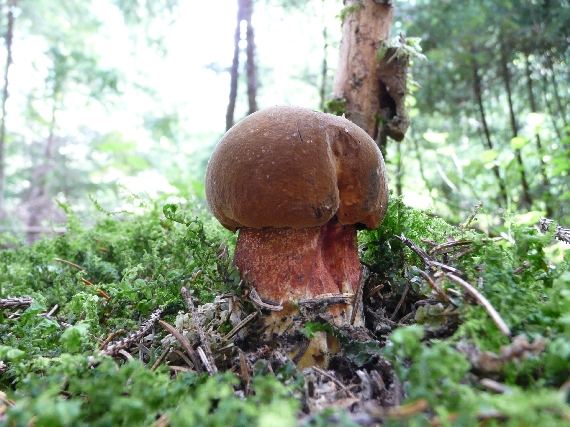 hríb zrnitohlúbikový Sutorius luridiformis (Rostk.) G. Wu & Zhu L. Yang