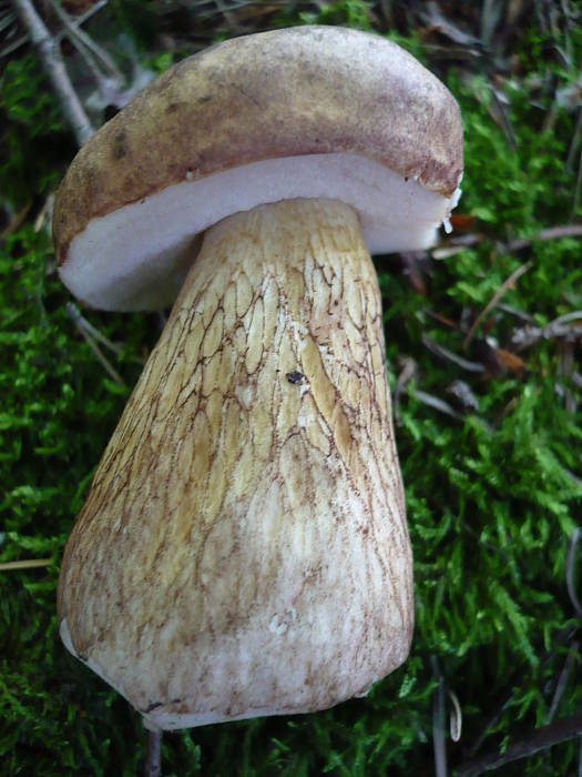 podhríb žlčový Tylopilus felleus (Bull.) P. Karst.