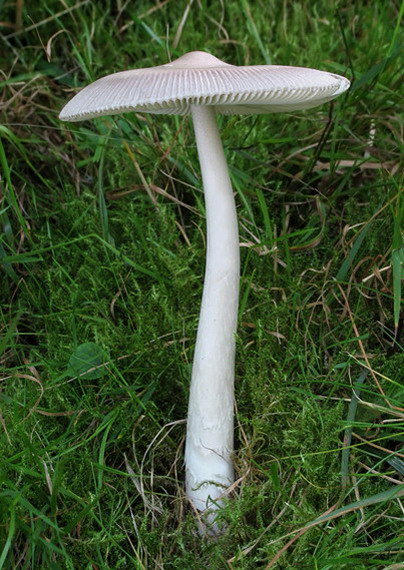 muchotrávka pošvatá Amanita vaginata (Bull.) Lam.