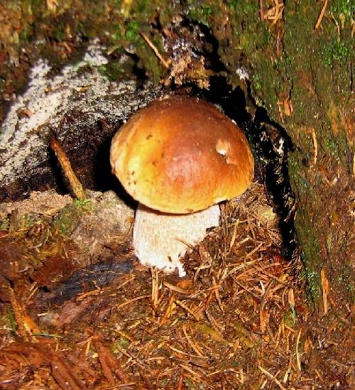 hríb smrekový Boletus edulis Bull.