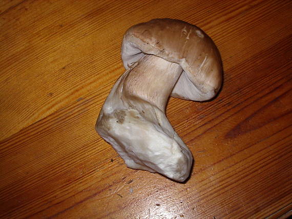 hríb smrekový Boletus edulis Bull.