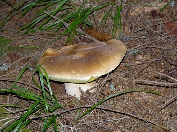 hríb smrekový Boletus edulis Bull.