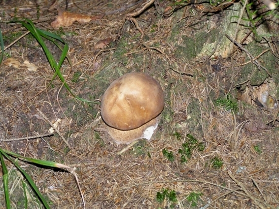 hríb smrekový Boletus edulis Bull.