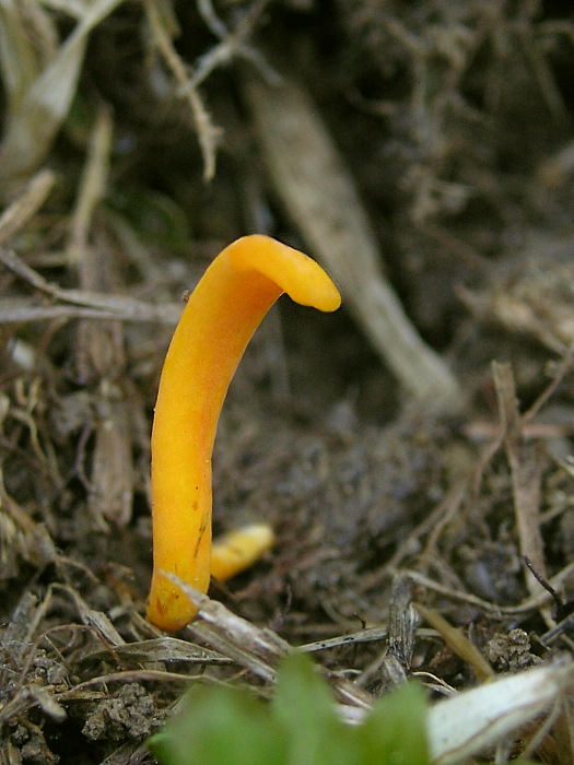 pakonárovka úhľadná Clavulinopsis laeticolor (Berk. & M.A. Curtis) R.H. Petersen