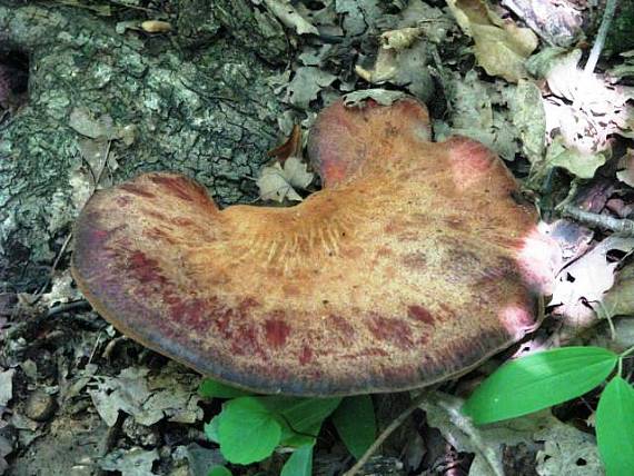 pečeňovec dubový Fistulina hepatica (Schaeff.) With.