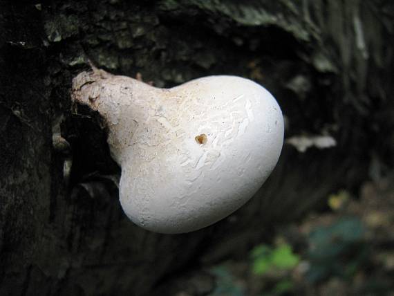 brezovník obyčajný Fomitopsis betulina (Bull.) B.K. Cui, M.L. Han & Y.C. Dai