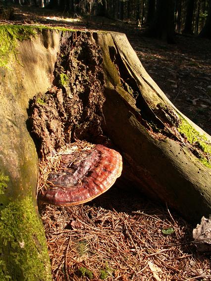 lesklokôrovka obyčajná Ganoderma lucidum (Curtis) P. Karst.