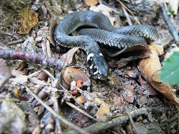 užovka obyčajná Natrix natrix