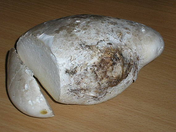 brezovník Piptoporus sp.