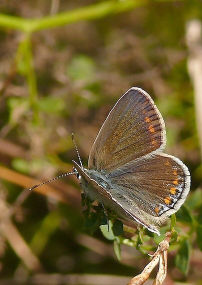 modráčik obyčajný - samička  Polyommatus icarus