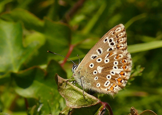 modráčik obyčajný - samička  Polyommatus icarus