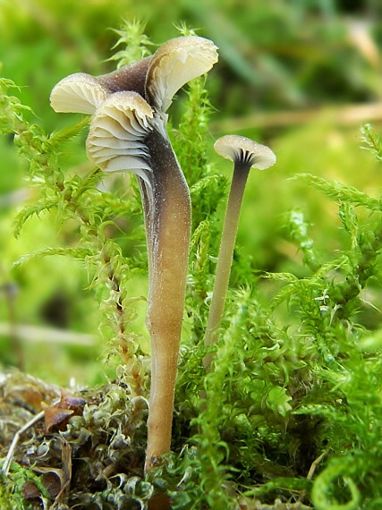 machovček Swartzov Rickenella swartzii (Fr.) Kuyper