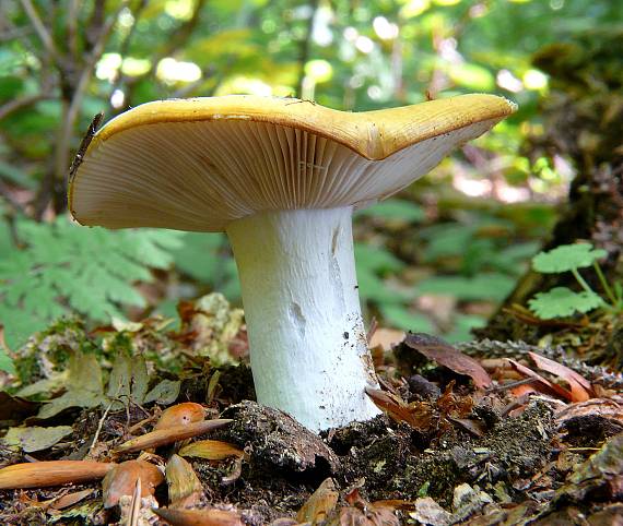 plávka chrómovožltá Russula claroflava Grove