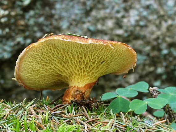 hríbovec dutohlúbikový Suillus cavipes (Opat.) A.H. Sm. & Thiers