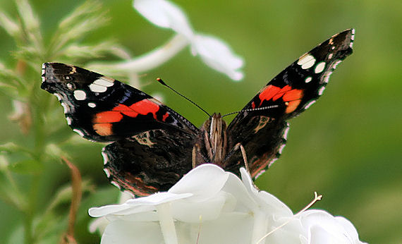 babôčka admirálska Vanessa atalanta