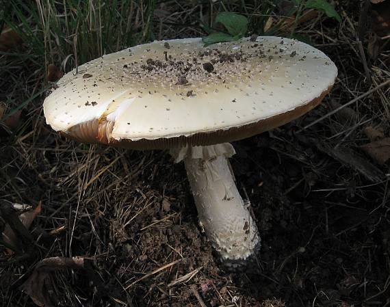 muchomůrka ježohlavá Amanita echinocephala (Vittad.) Quél.