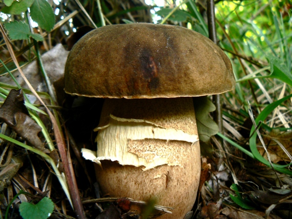 hríb bronzový Boletus aereus Bull. ex Fr.