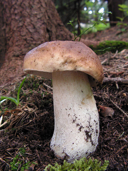 hríb smrekový Boletus edulis Bull.