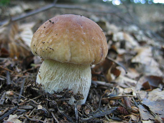 hríb smrekový Boletus edulis Bull.