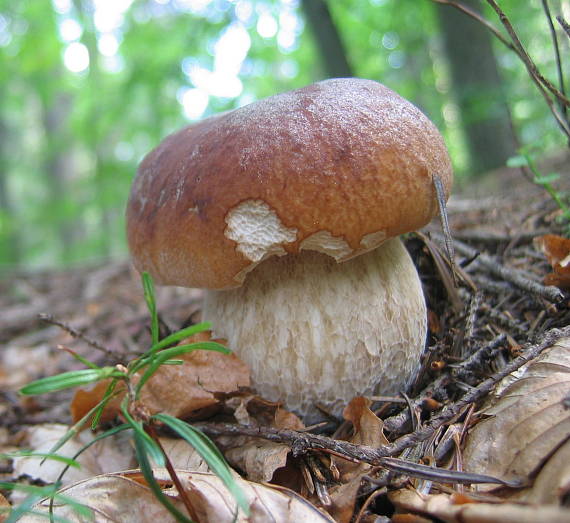 hríb smrekový Boletus edulis Bull.