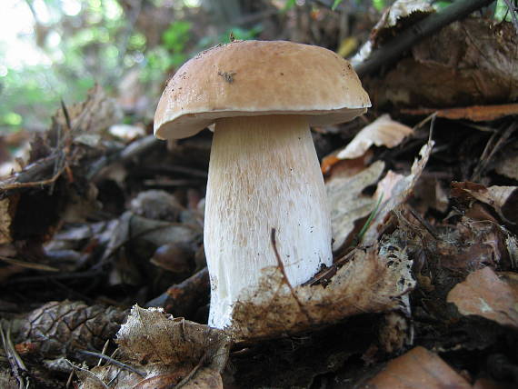 hríb smrekový Boletus edulis Bull.