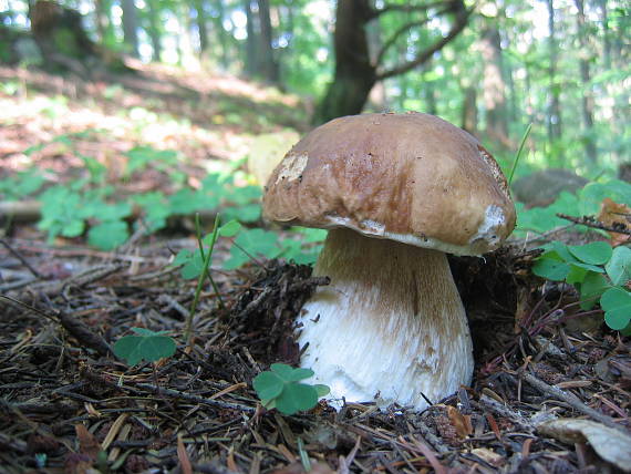 hríb smrekový Boletus edulis Bull.