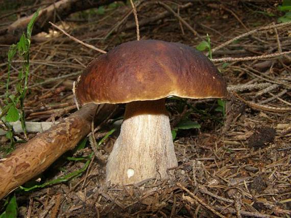 hríb smrekový Boletus edulis Bull.