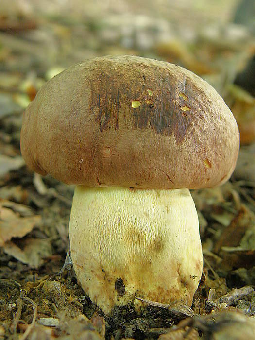 hríb príveskatý Butyriboletus appendiculatus (Schaeff. ex Fr.) Secr.