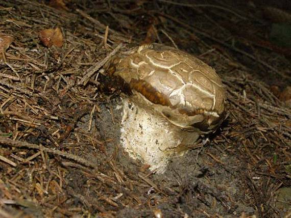 náramkovka cisárska Catathelasma imperiale (P. Karst.) Singer