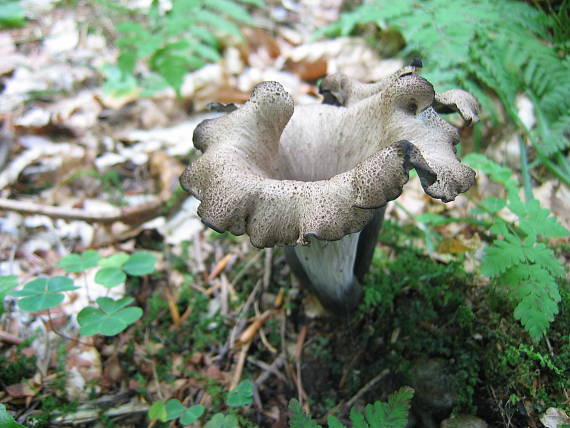 lievik trúbkovitý Craterellus cornucopioides (L.) Pers.