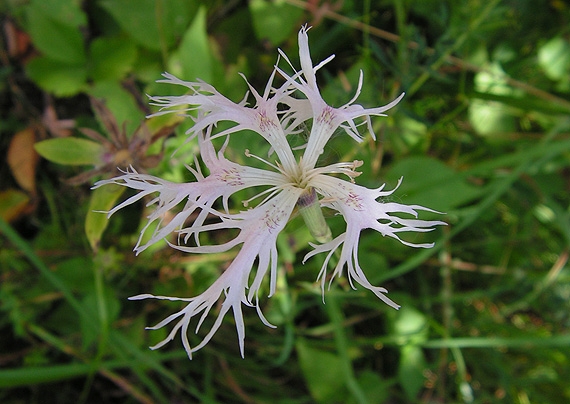 klinček pyšný  Dianthus superbus L.