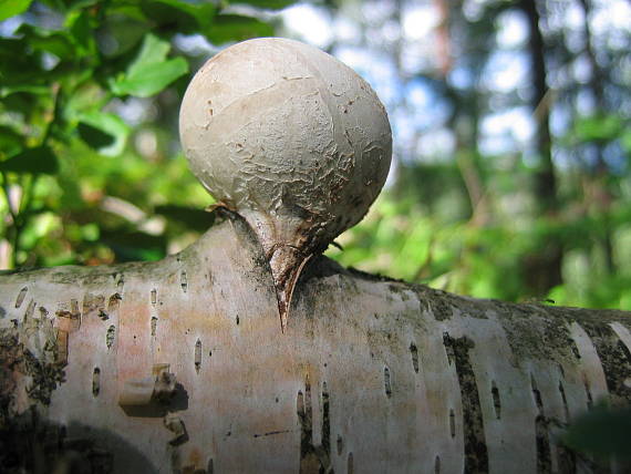 brezovník obyčajný Fomitopsis betulina (Bull.) B.K. Cui, M.L. Han & Y.C. Dai