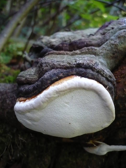 práchnovček pásikavý Fomitopsis pinicola (Sw.) P. Karst.