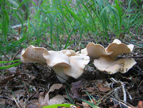 jelenka poprehýbaná Hydnum repandum L.