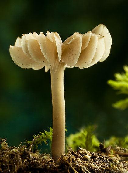 lúčnica? Hygrocybe sp.?