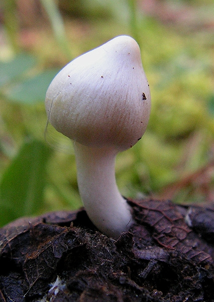 vláknica hlinovolupeňová Inocybe geophylla P. Kumm.