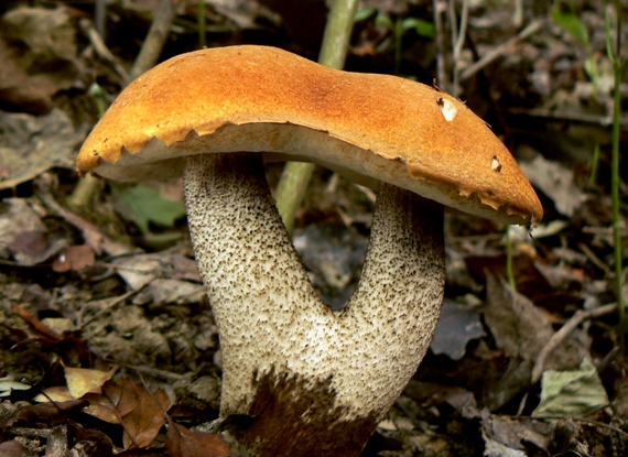 kozák osikový Leccinum albostipitatum den Bakker & Noordel.