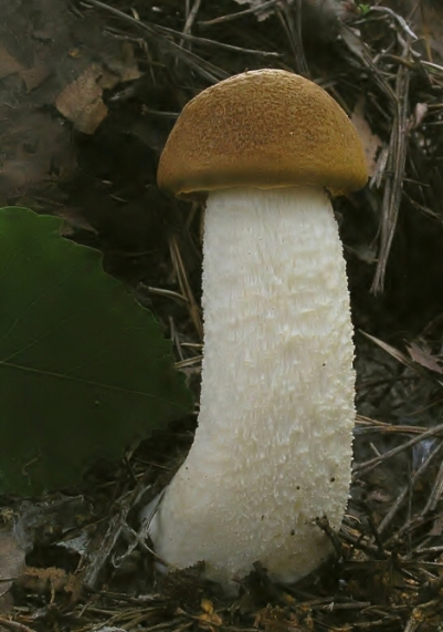 kozák osikový Leccinum albostipitatum den Bakker & Noordel.