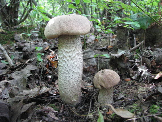 kozák topoľový Leccinum duriusculum (Schulzer ex Kalchbr.) Singer