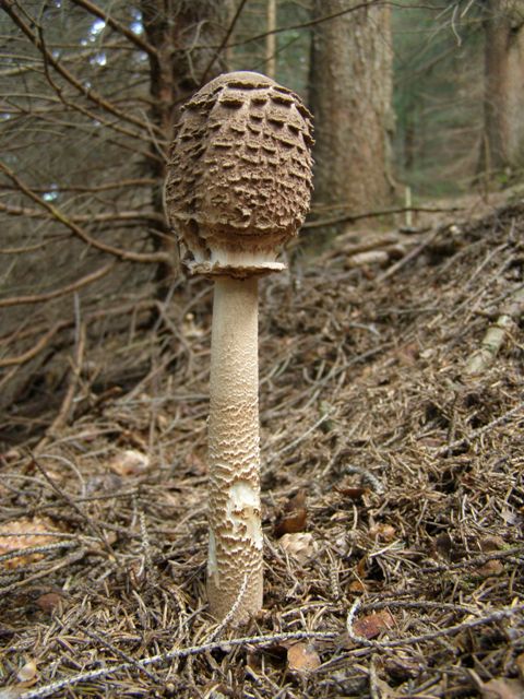 bedľa vysoká Macrolepiota procera (Scop.) Singer