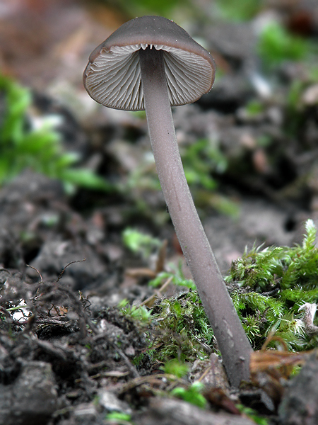 tanečnica cesnaková Mycetinis alliaceus (Jacq.) Earle ex A.W. Wilson & Desjardin