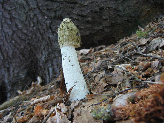 hadovka smradľavá Phallus impudicus L.