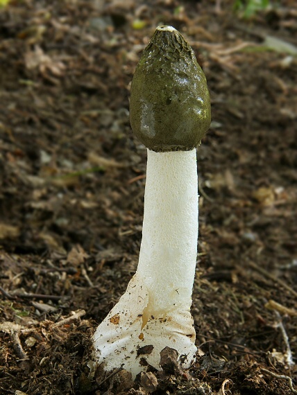 hadovka smradľavá Phallus impudicus L.