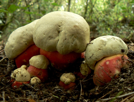 hríb satanský Rubroboletus satanas f. satanas (Lenz) Kuan Zhao & Zhu L. Yang