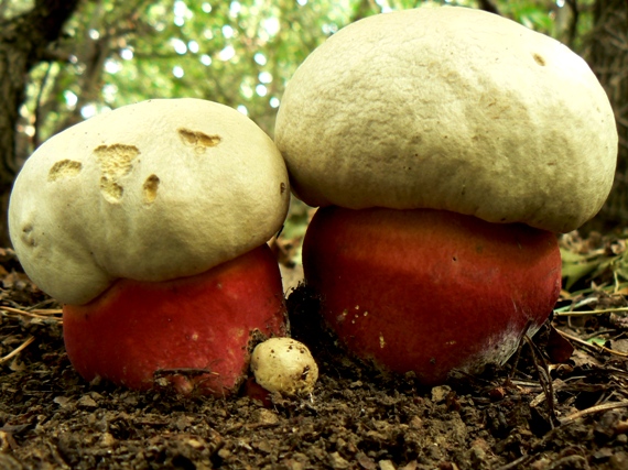 hríb satanský Rubroboletus satanas f. satanas (Lenz) Kuan Zhao & Zhu L. Yang