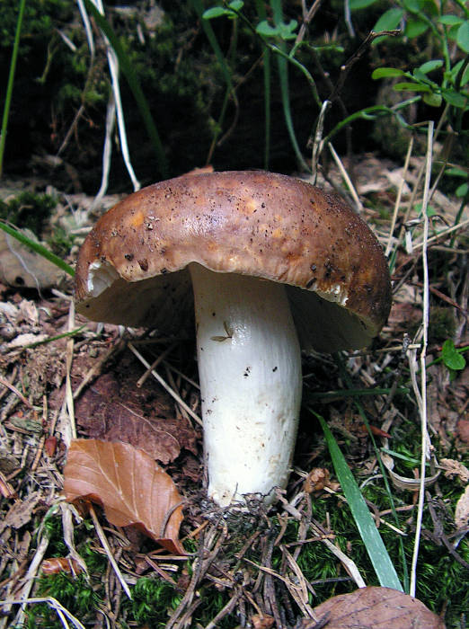 plávka lasičia Russula mustelina Fr.