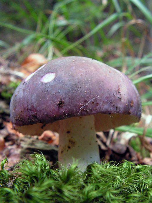 plávka Russula sp.