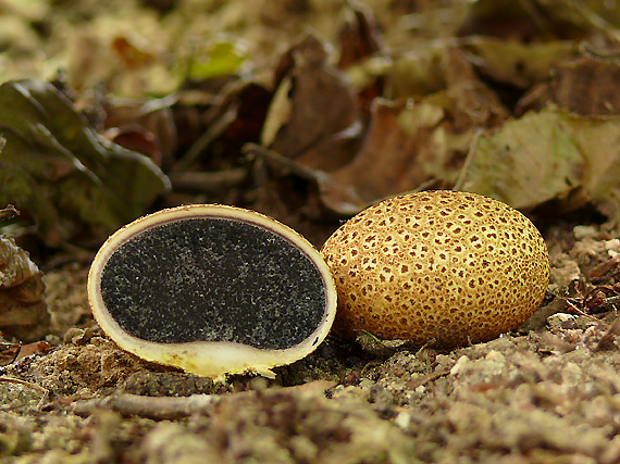 pestrec obyčajný Scleroderma citrinum Pers.