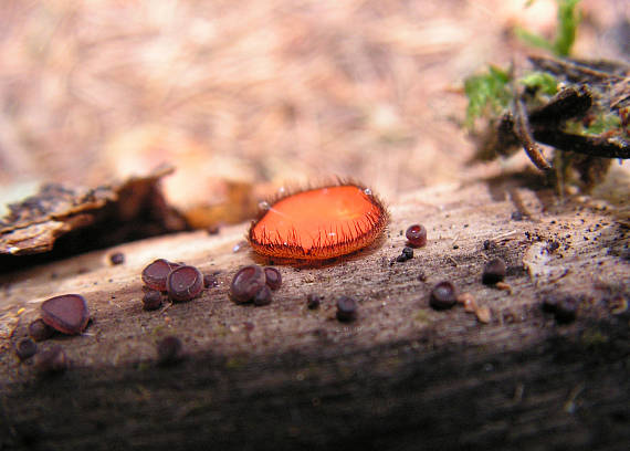 štítovnička Scutellinia sp.