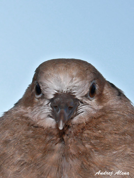 portrét Streptopelia decaocto